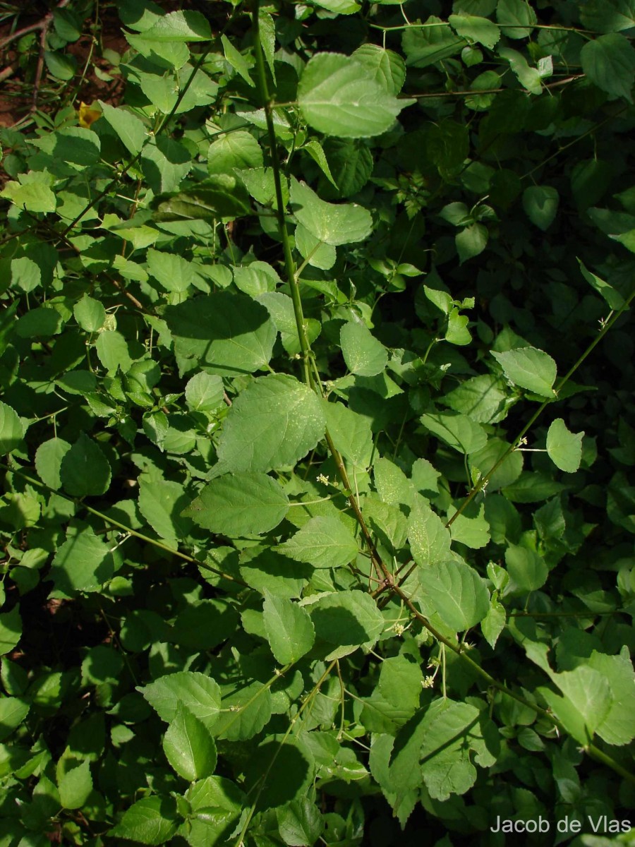 Acalypha fruticosa Forssk.